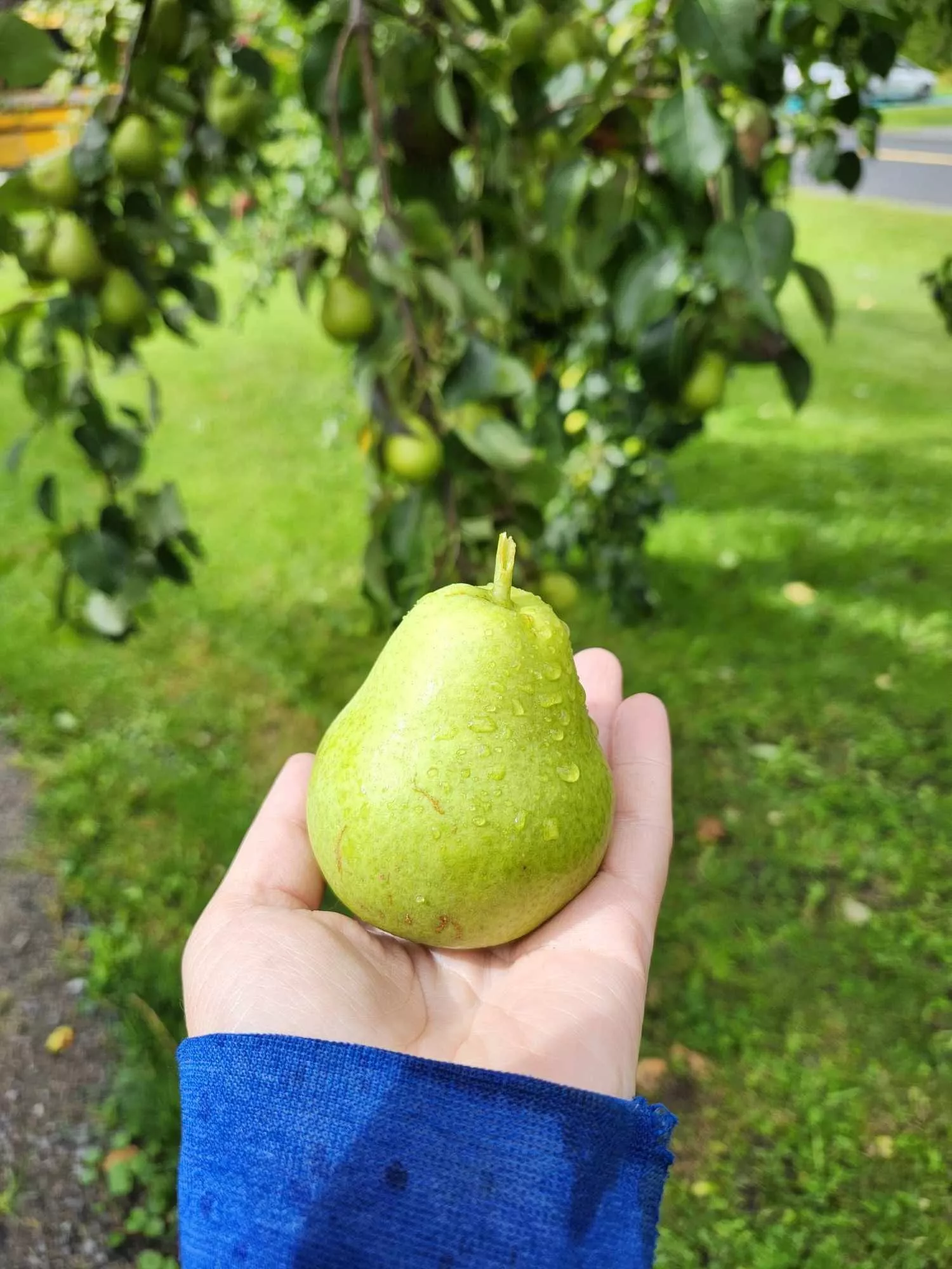De belles poires à Alma