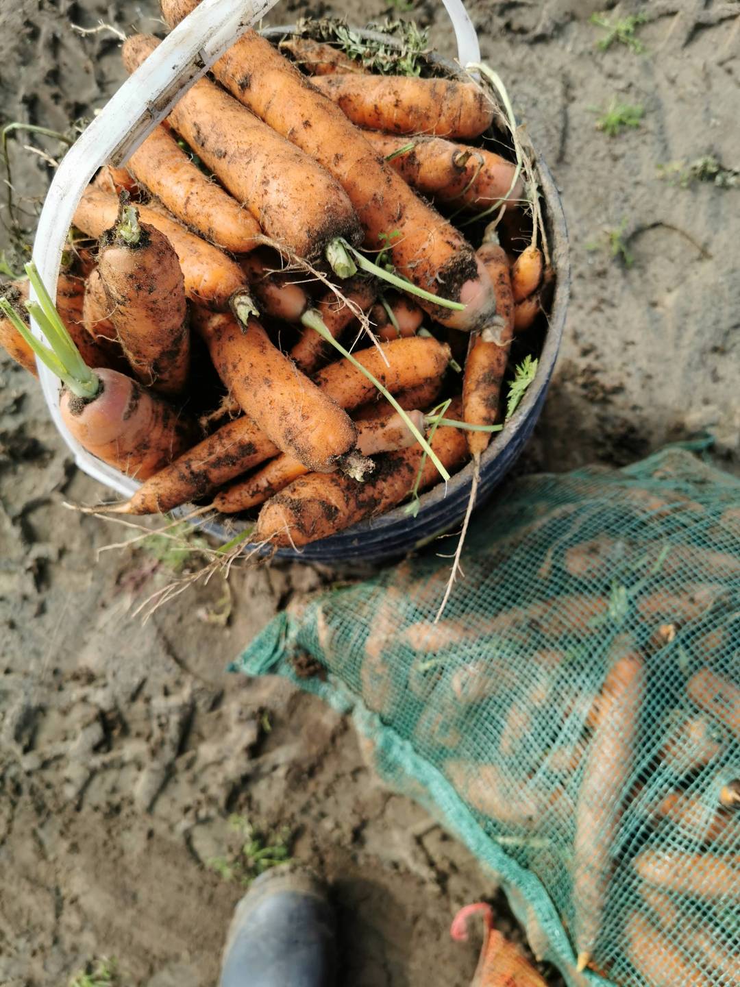 Photo de carottes récoltés par les butineurs